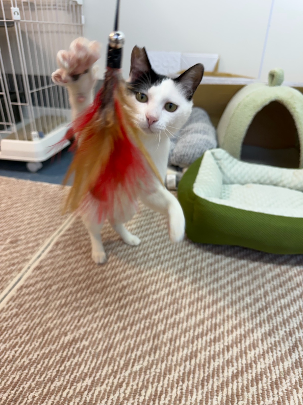シチサン 4