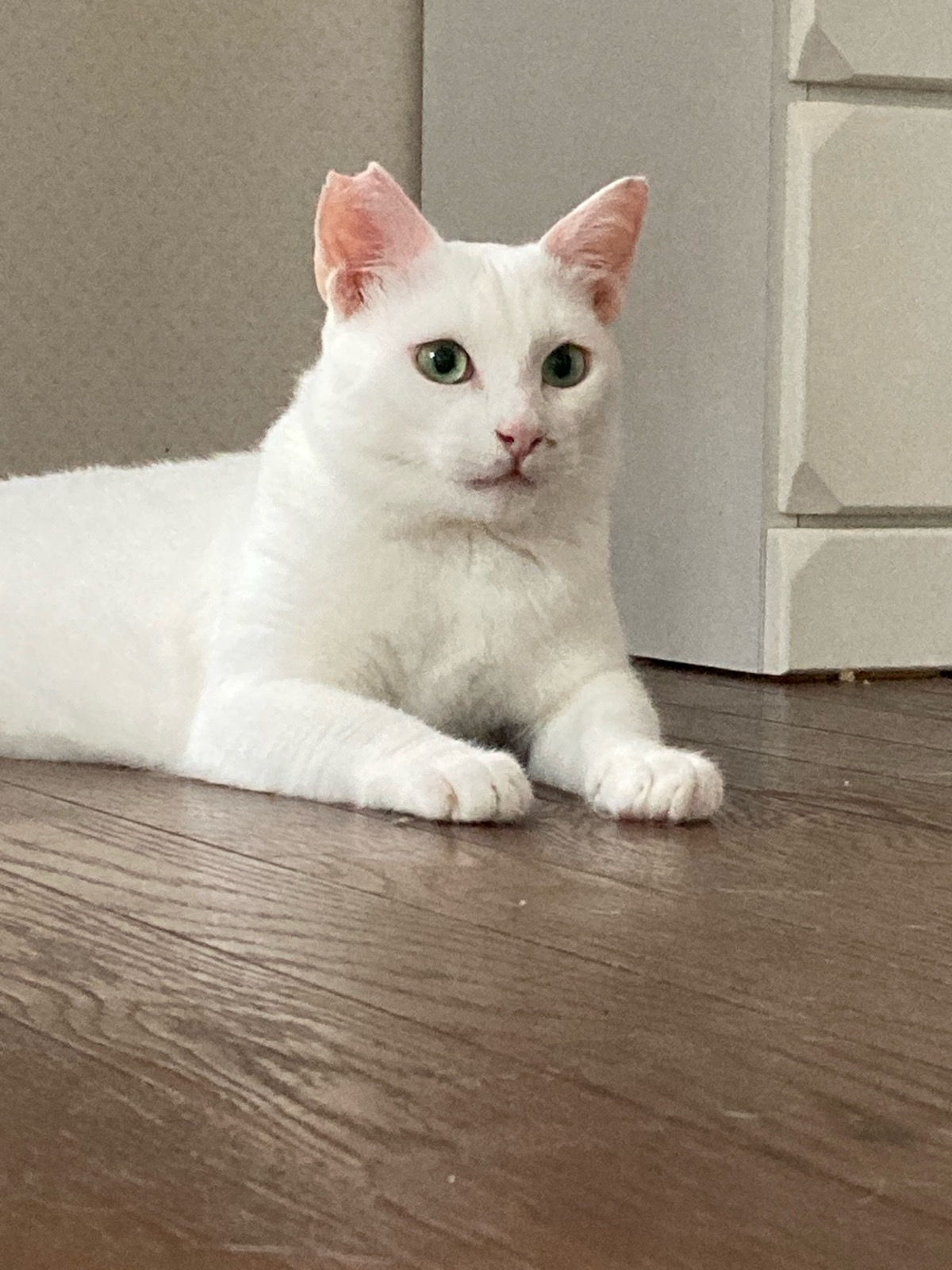 ハク