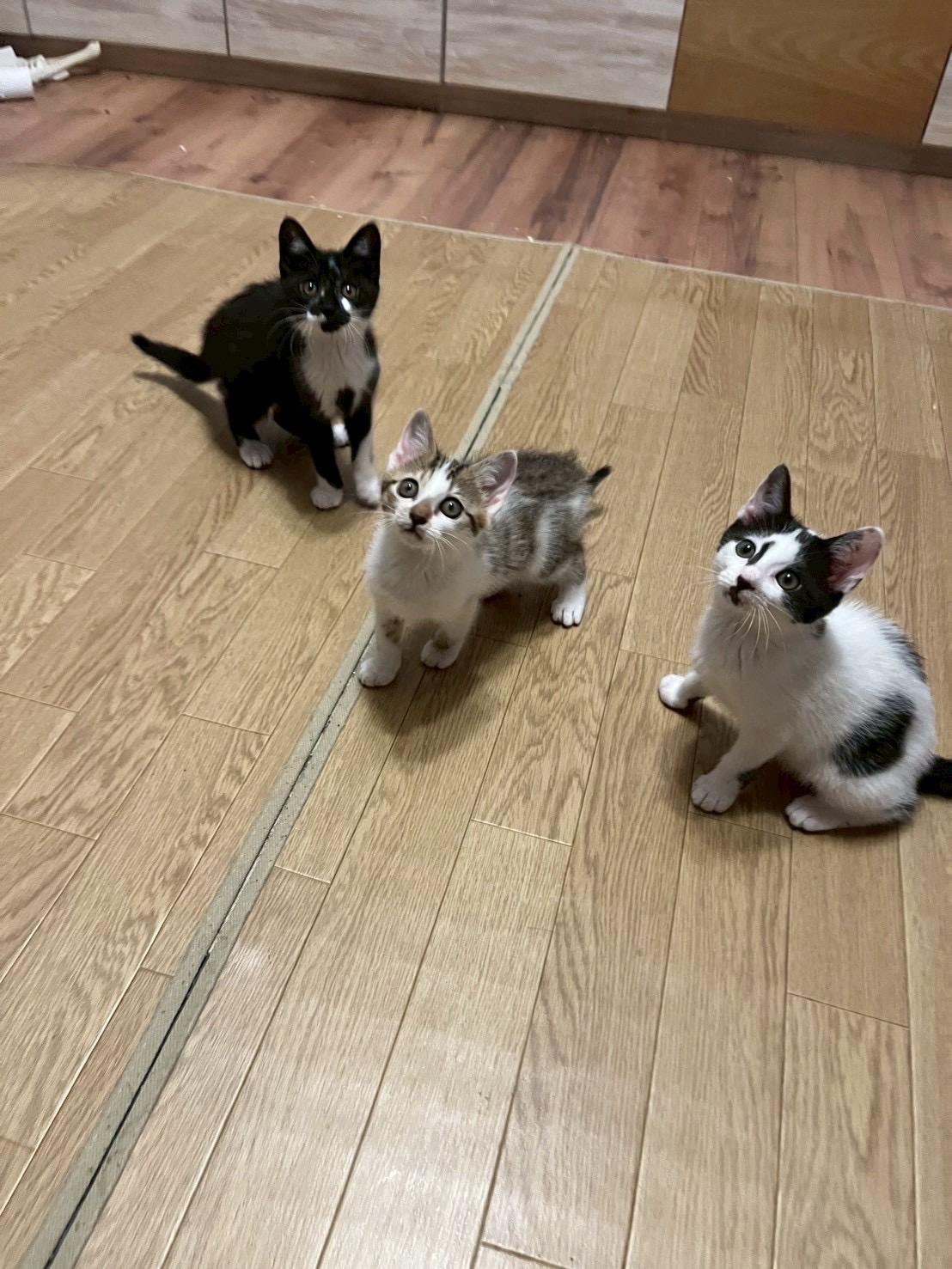 パルム 5