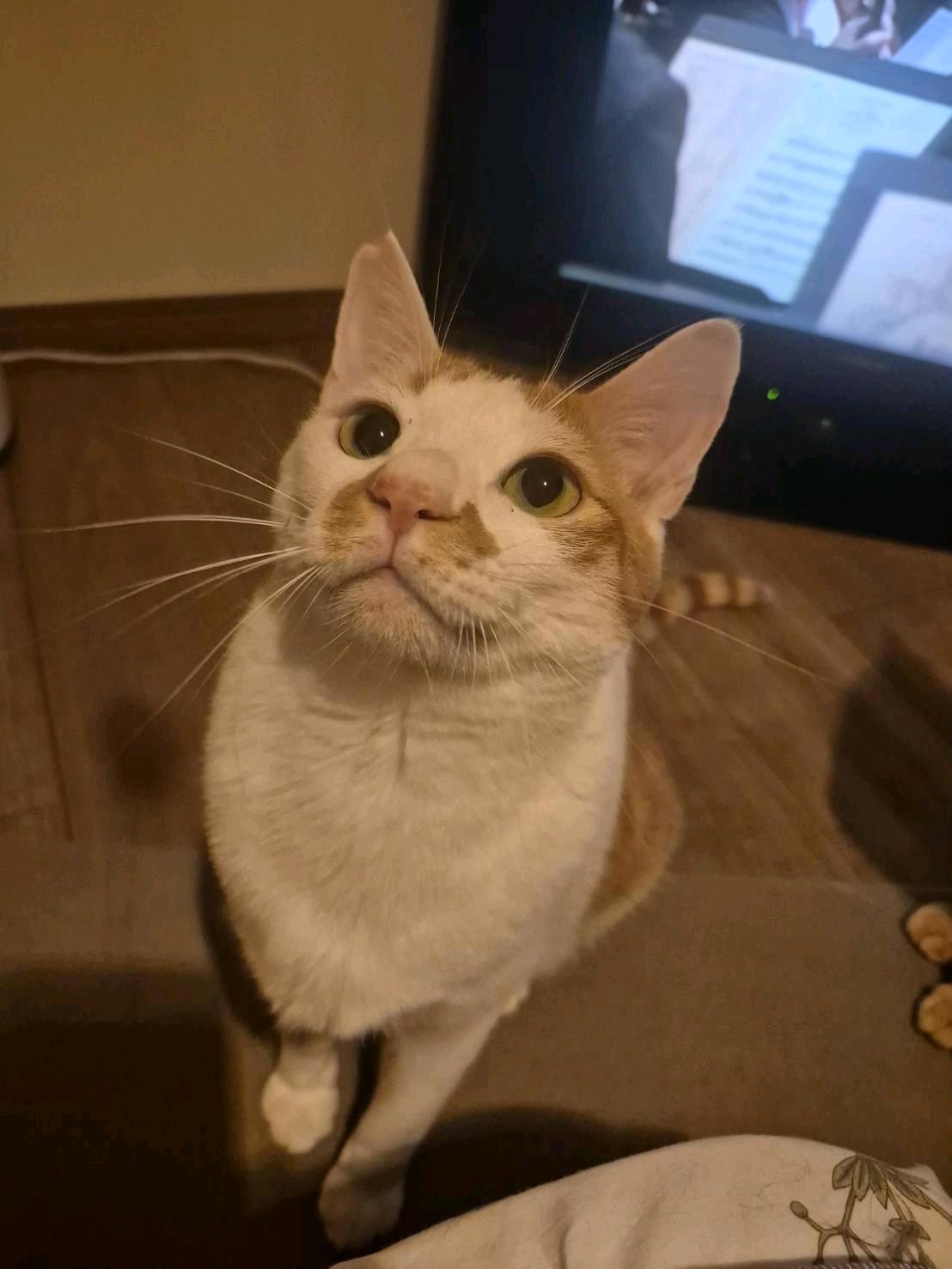 しばにゃん 3