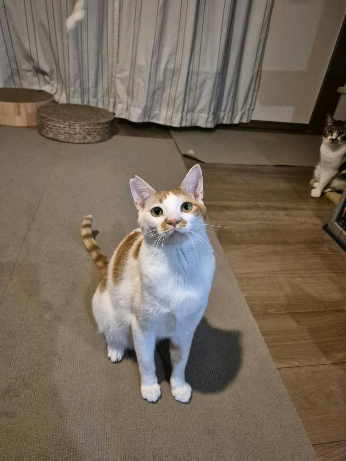 しばにゃん