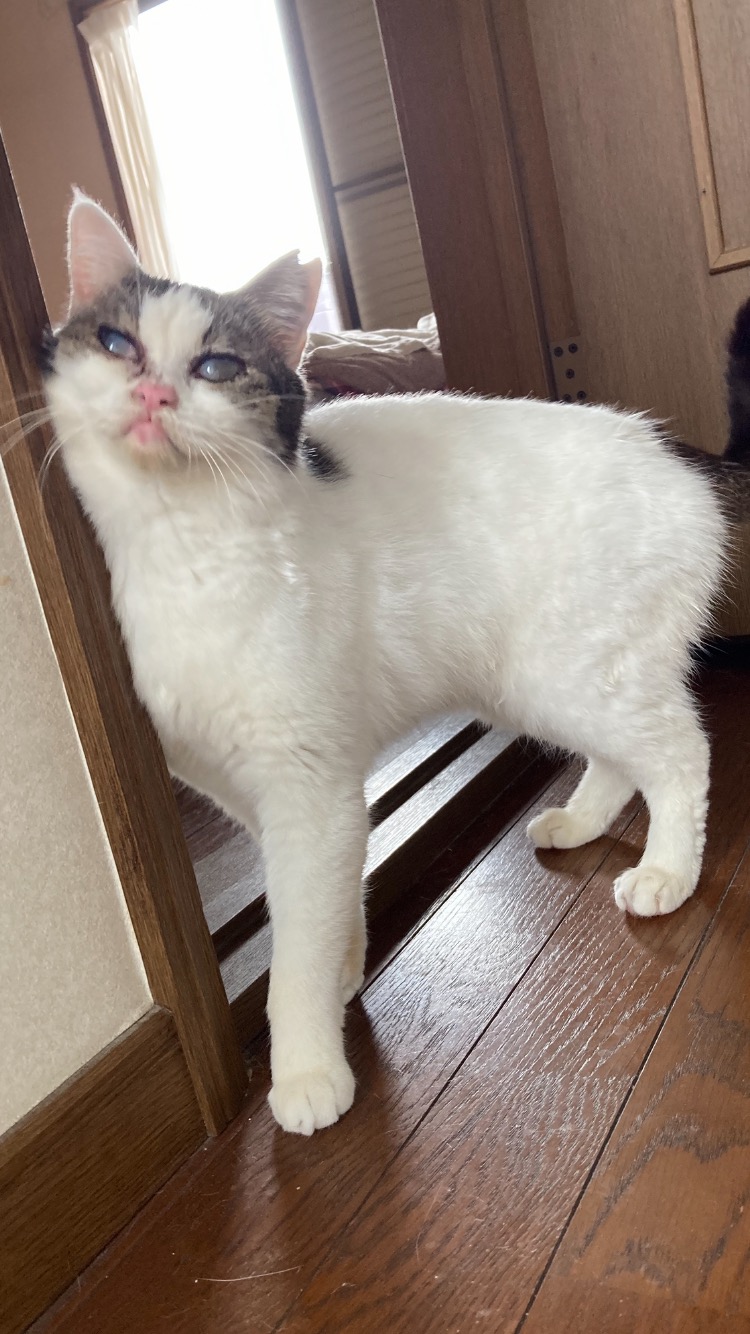 まつり　両目白濁してます👀