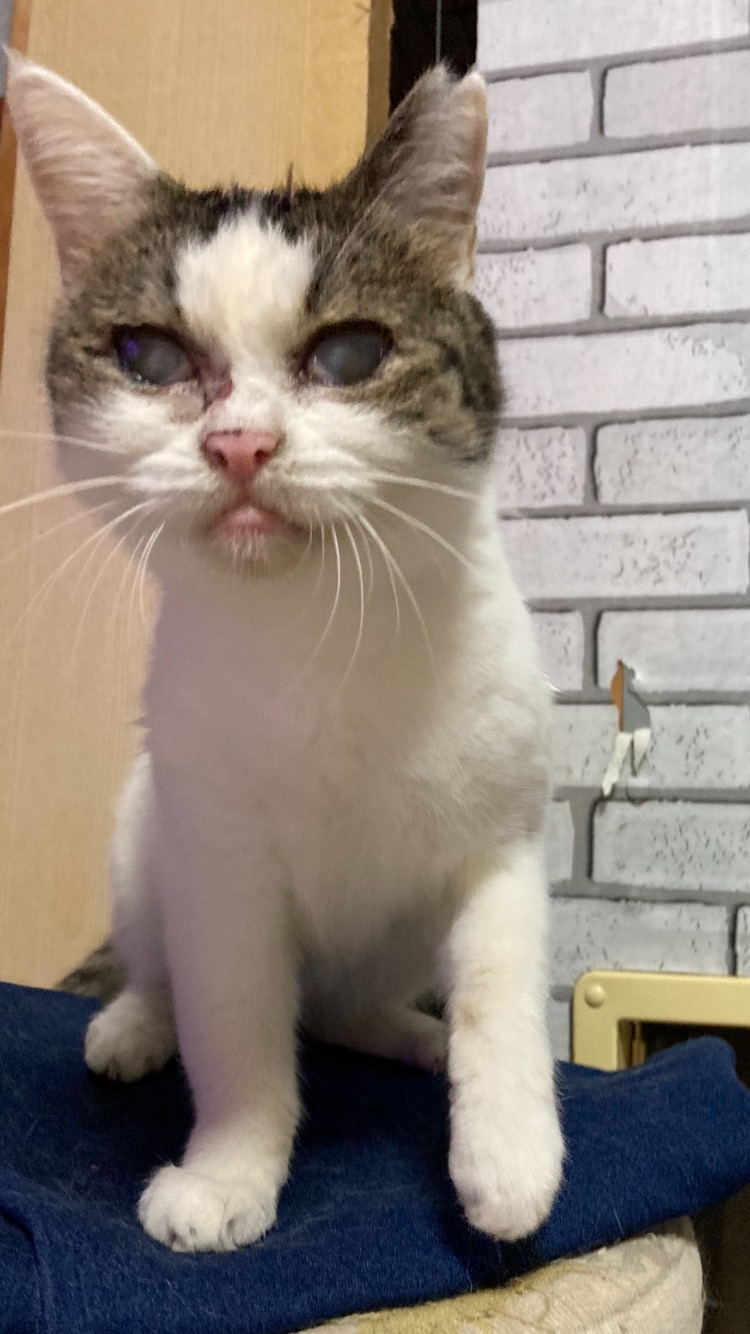 まつり　両目白濁してます👀 2