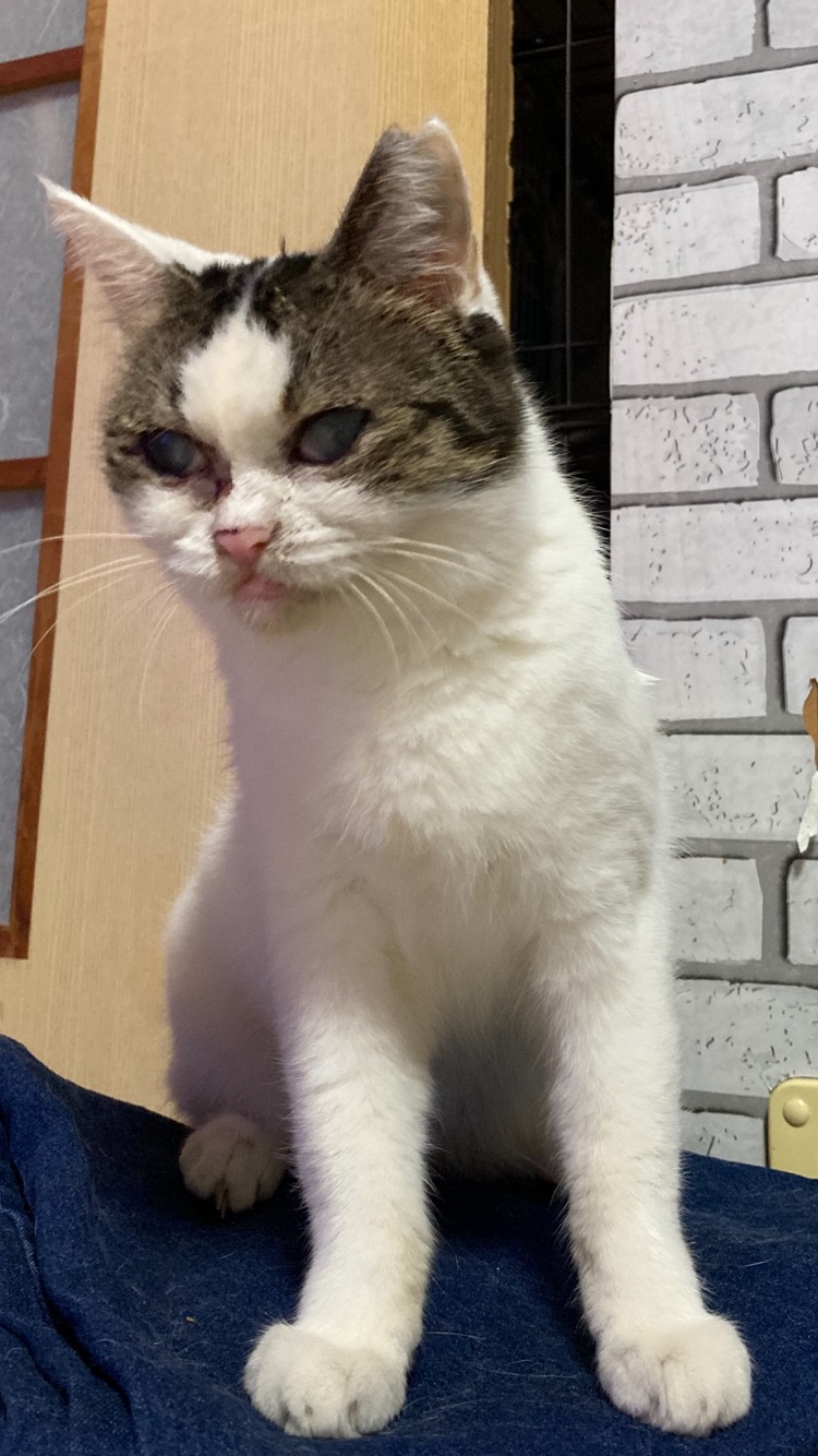 まつり　両目白濁してます👀 3