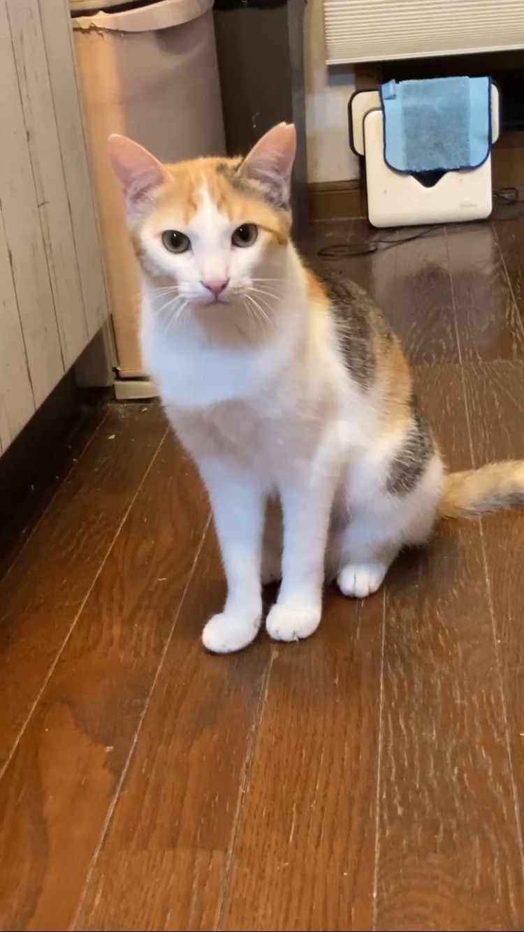 カンナ