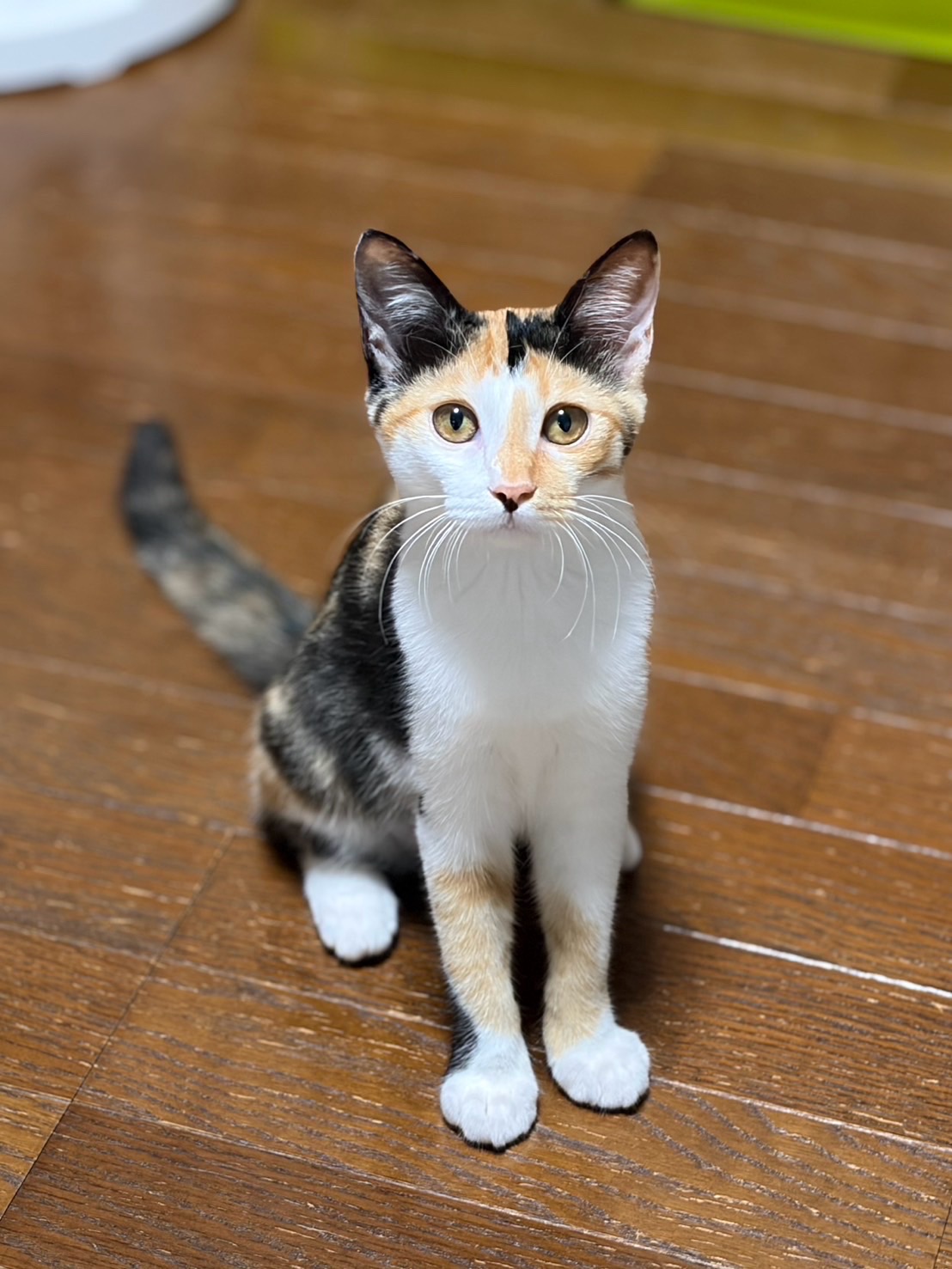 たまみ 4