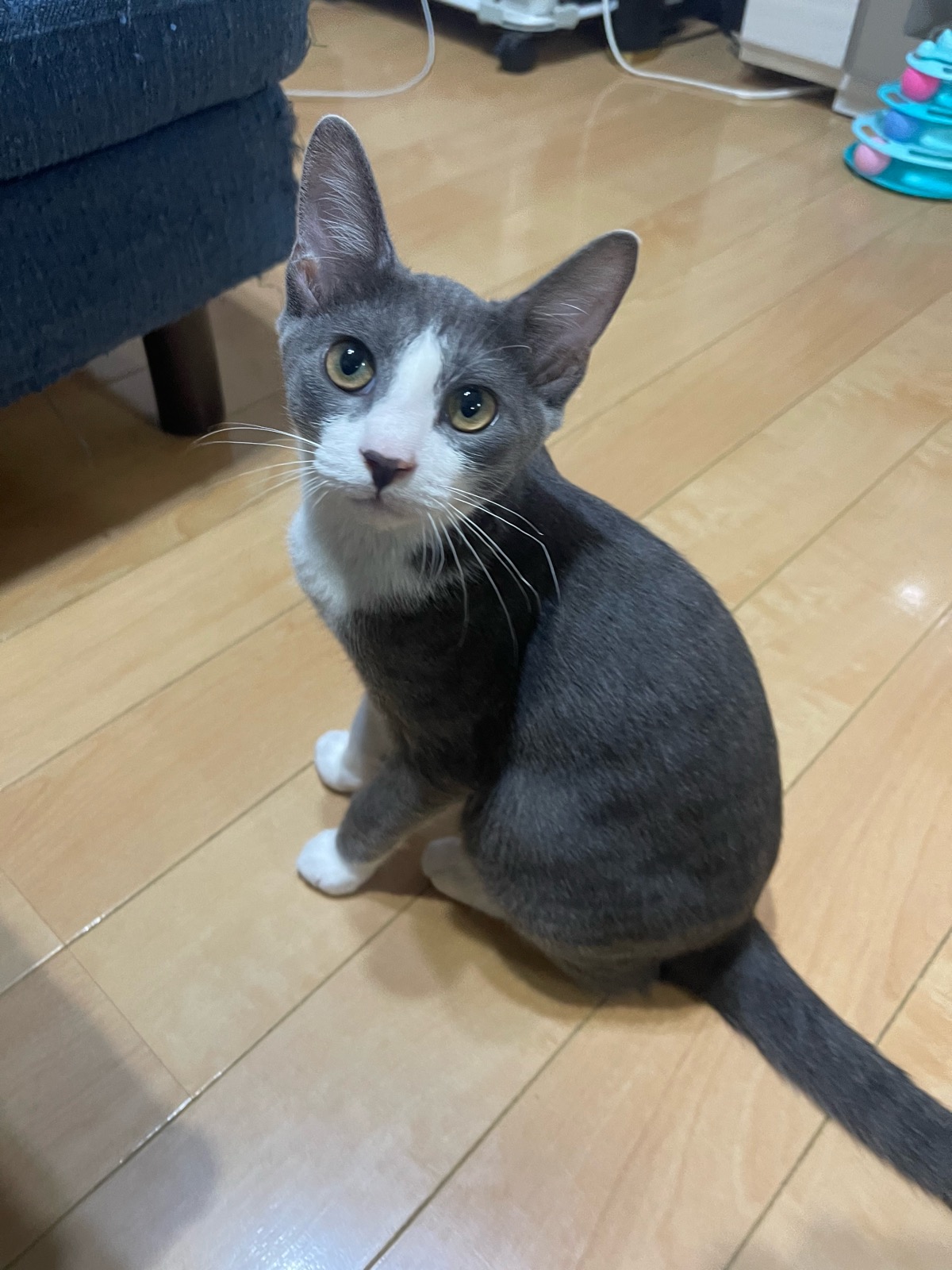 あんこ 2