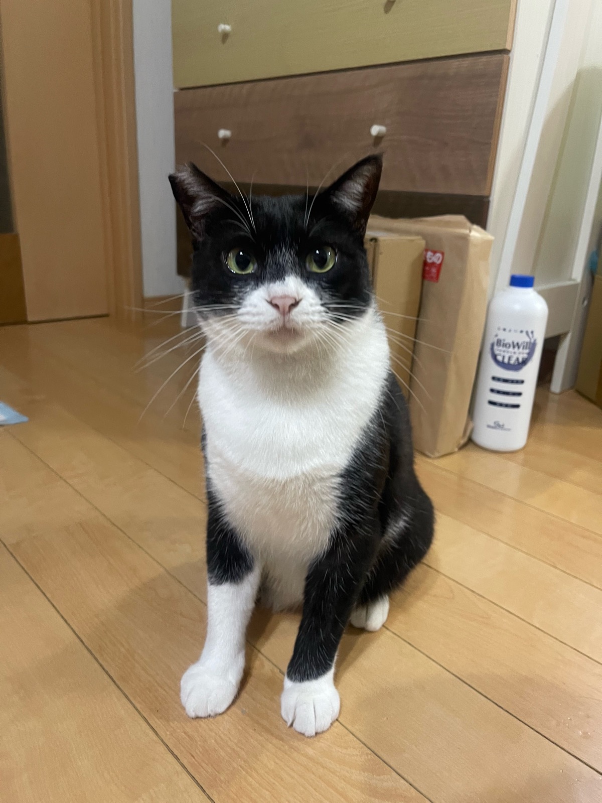 ドロン