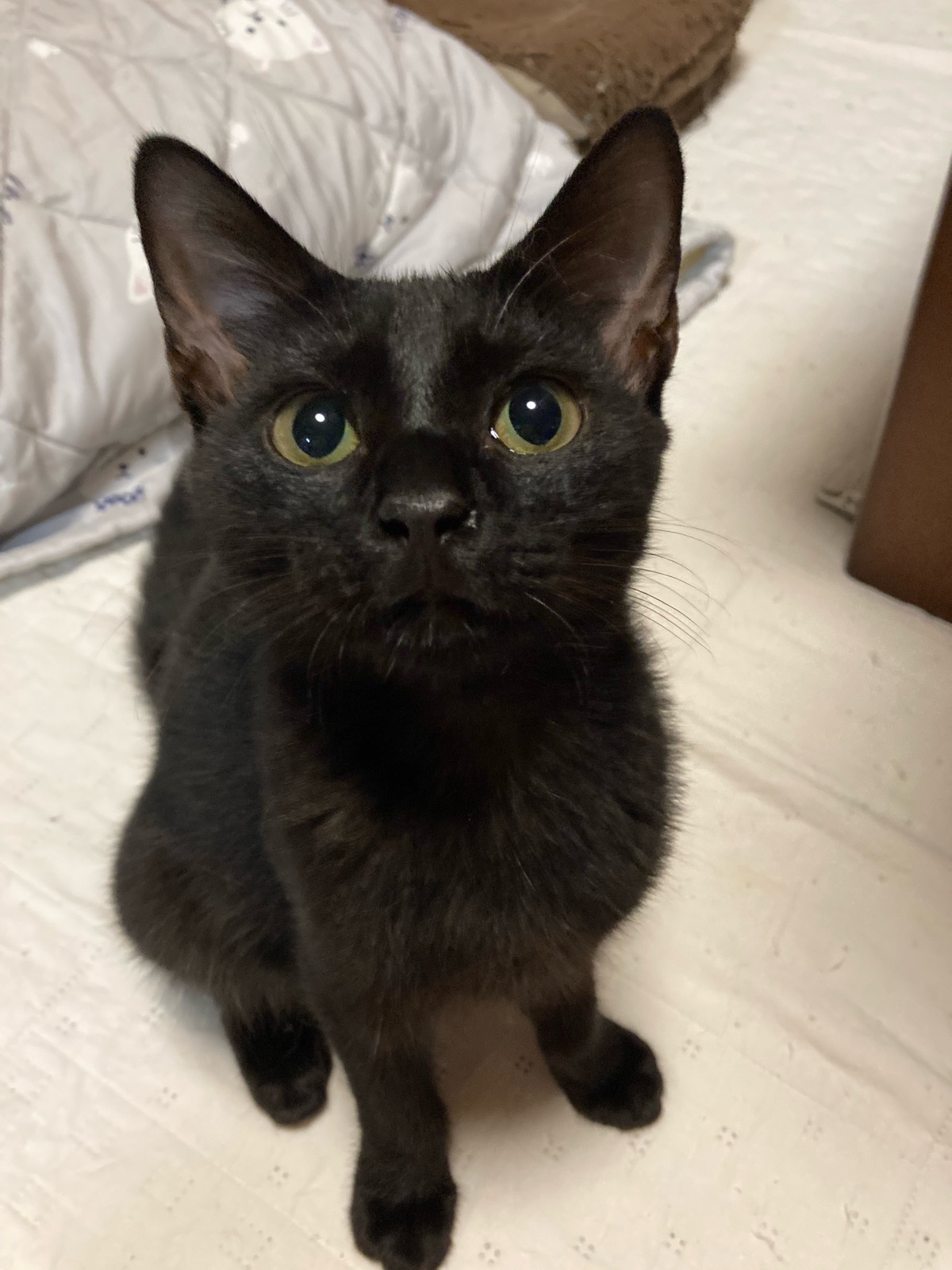 みお　懐っこい