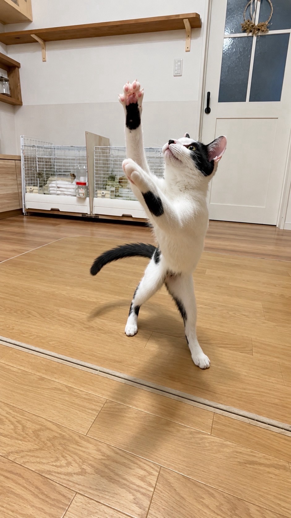 パピコ 5