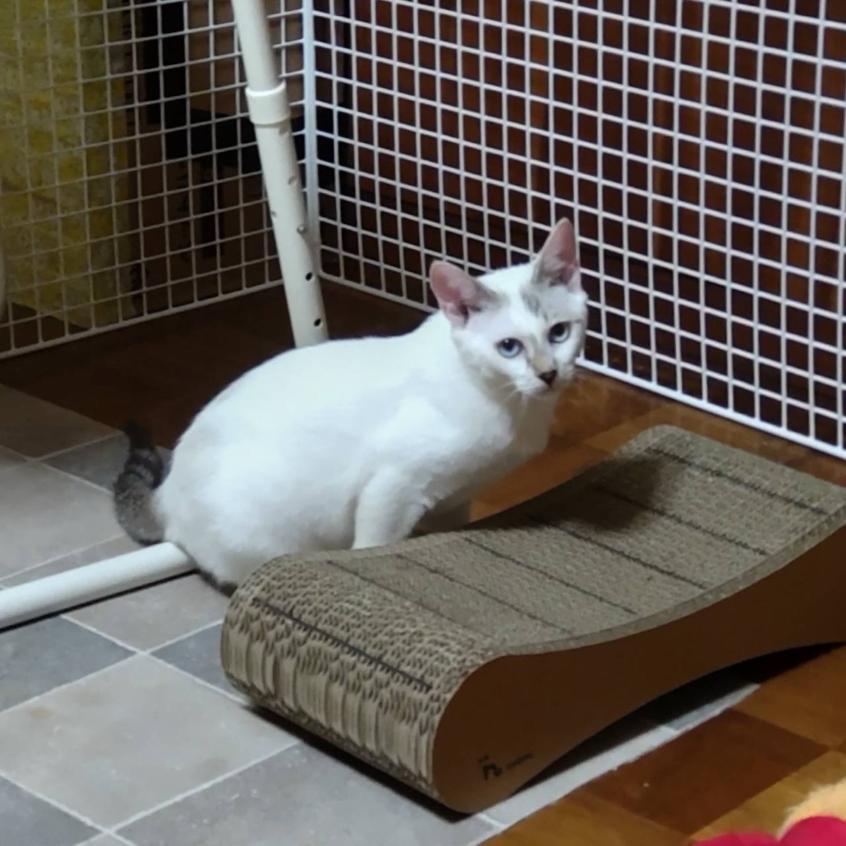 フフ 3