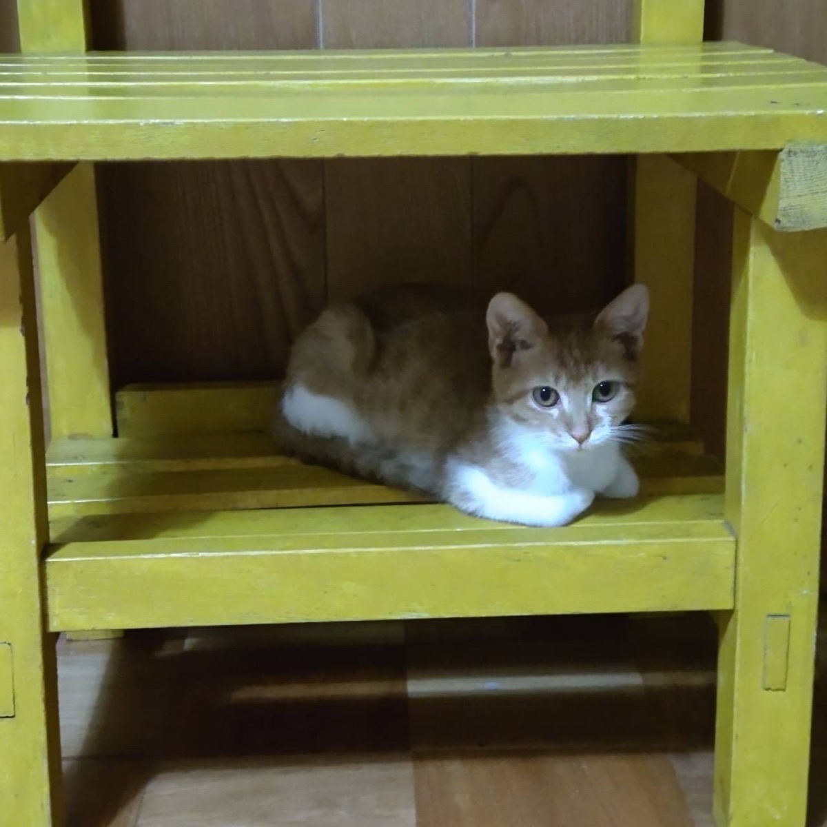 ダミ