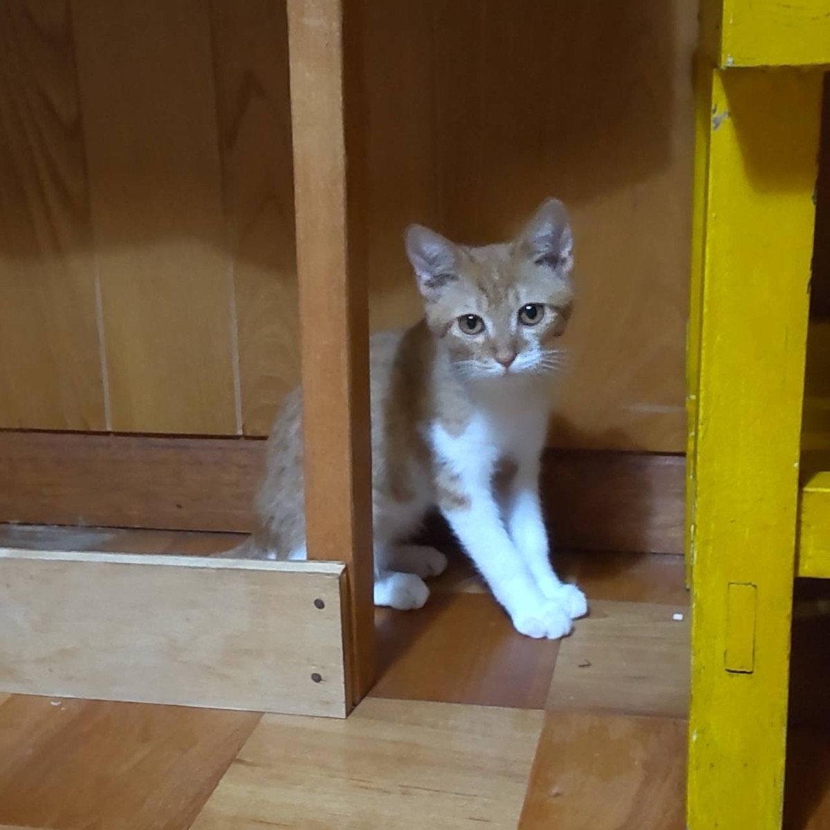 ダミ 2