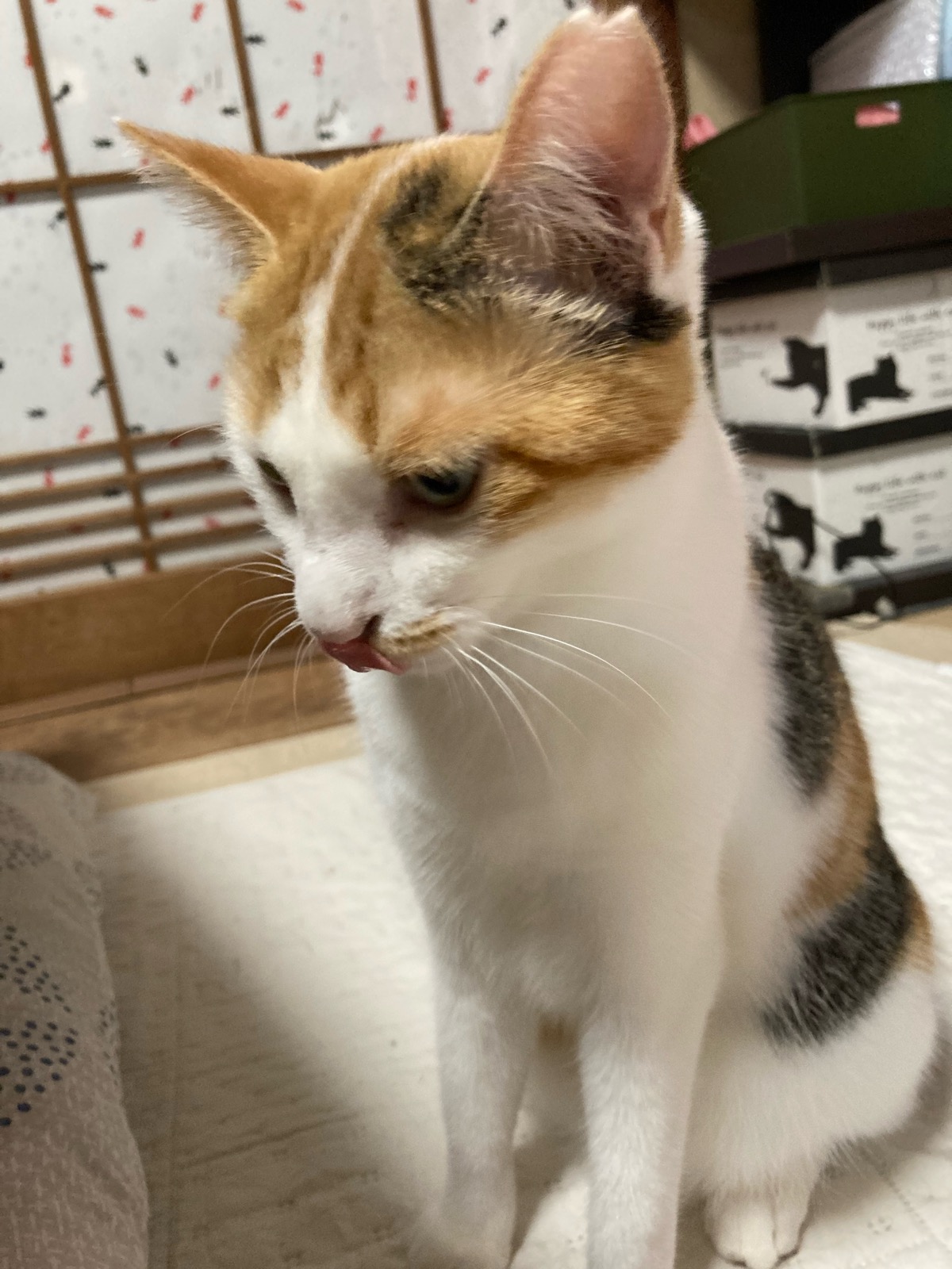カンナ 4