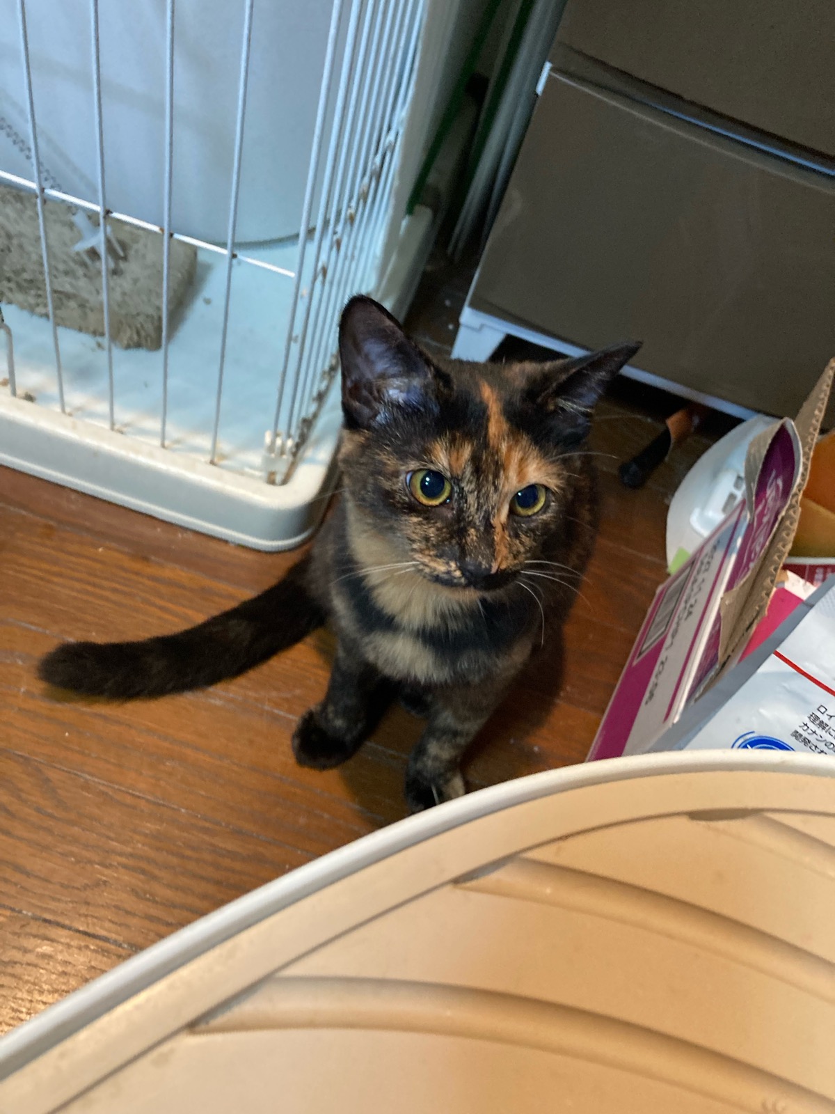 シャヴィ 5