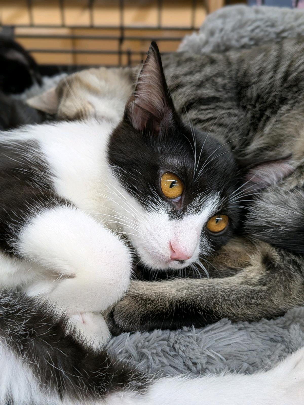ブブ 5