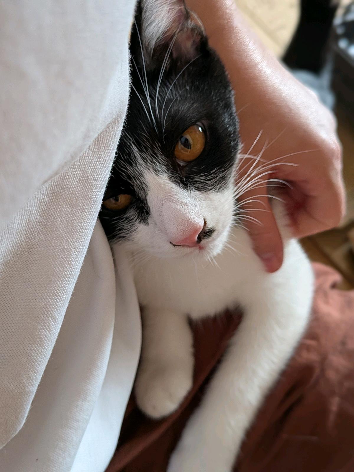 ブブ 2