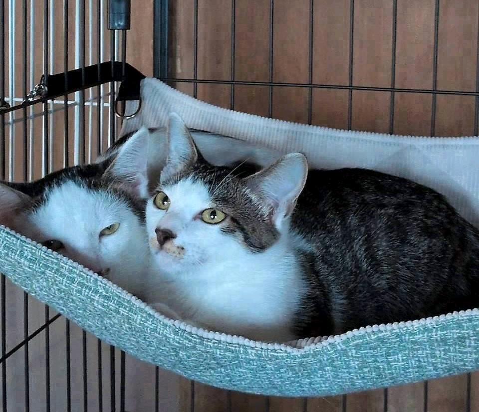 おかっぱ 2