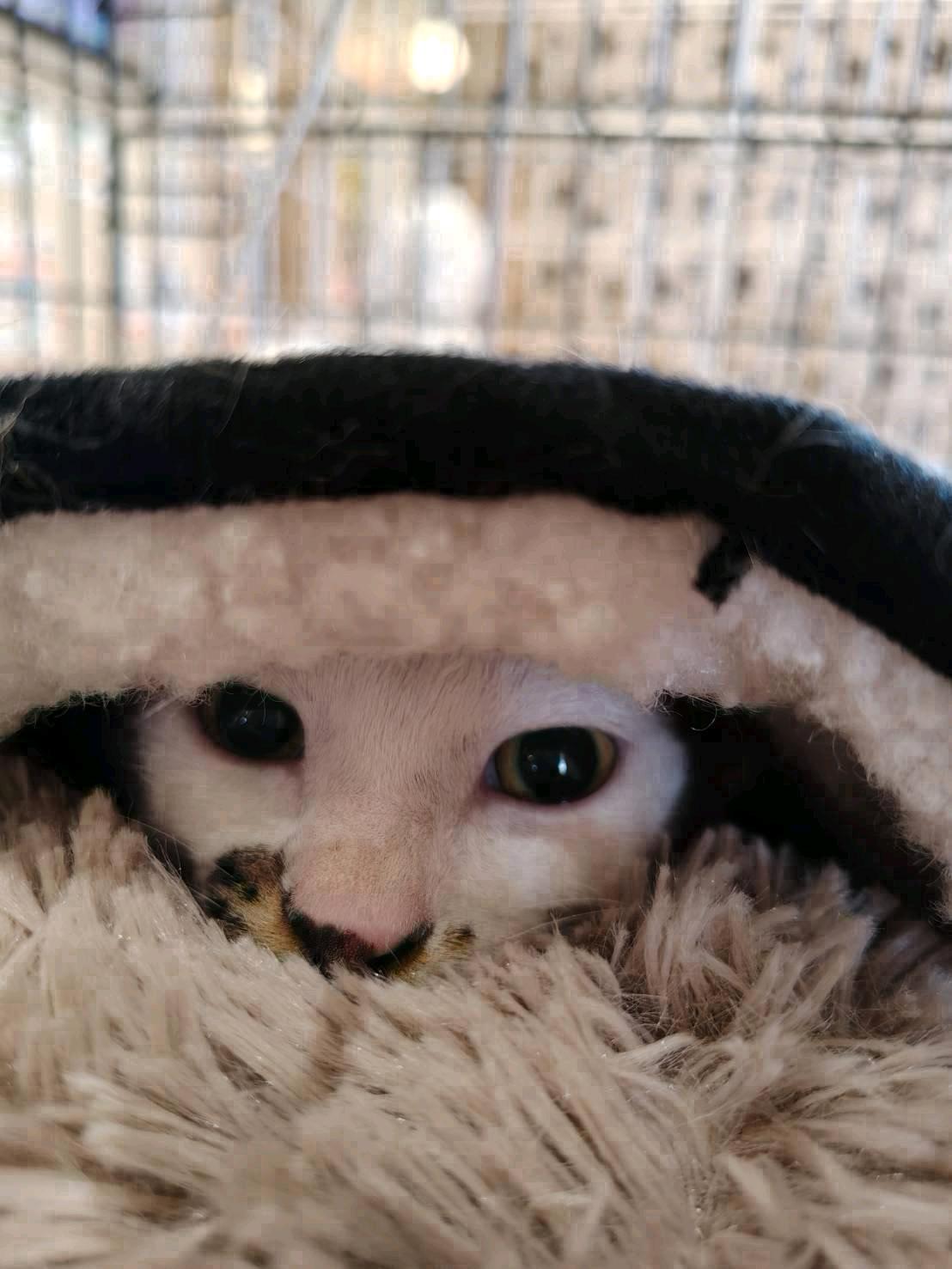 ふじ 2